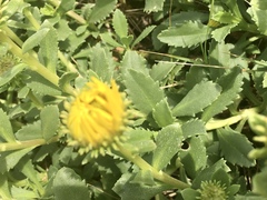 Grindelia orientalis