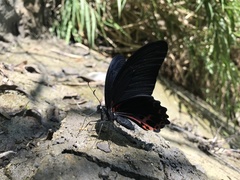 Papilio thaiwanus