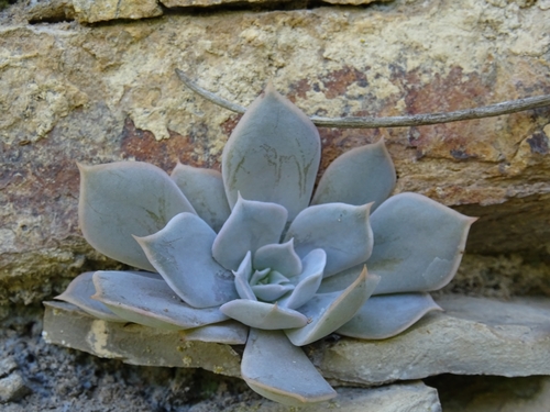 Foto de Rosa-de-pedra