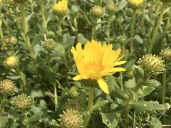 Grindelia orientalis