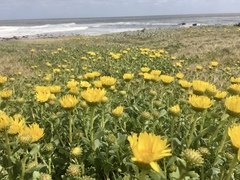 Grindelia orientalis
