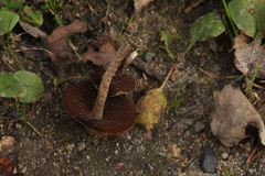 Psathyrella spadiceogrisea