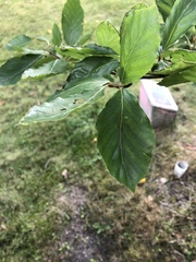 Angiospermae