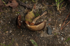 Psathyrella spadiceogrisea