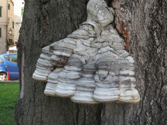 Fomes fomentarius