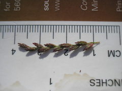 Leptochloa panicoides