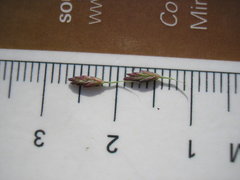 Leptochloa panicoides