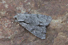 Acronicta tridens