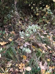 Dactylis glomerata