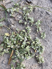 Gossypianthus lanuginosus