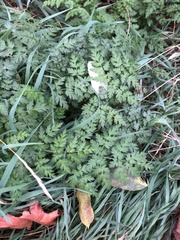 Angiospermae