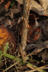 Hymenoscyphus calyculus