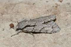 Acronicta psi