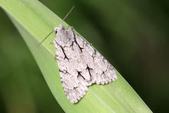 Acronicta psi