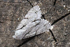 Acronicta psi