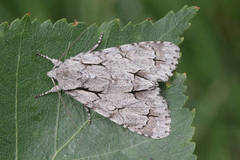 Acronicta psi