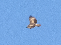 Nisaetus nipalensis