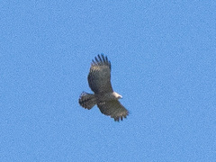 Nisaetus nipalensis