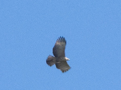 Nisaetus nipalensis