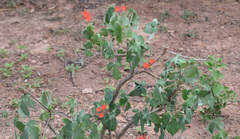 Jatropha grossidentata