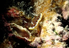 Halgerda tessellata