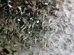 Umbilicaria hirsuta