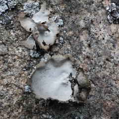 Umbilicaria hirsuta