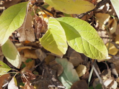 Lonicera involucrata
