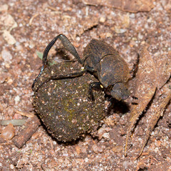 Sisyphus impressipennis