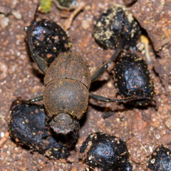 Sisyphus impressipennis