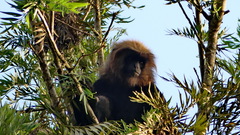 Semnopithecus johnii