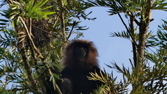 Semnopithecus johnii