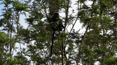 Semnopithecus johnii