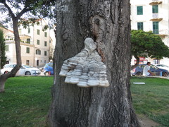 Fomes fomentarius