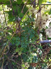 Peucedanum austriacum