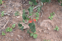 Jatropha grossidentata