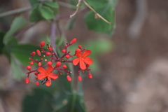 Jatropha grossidentata