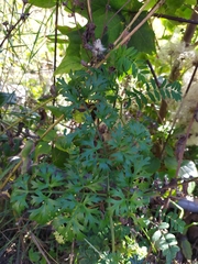 Peucedanum austriacum