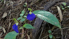 Rhynchoglossum
