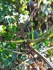 Peucedanum austriacum