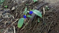 Rhynchoglossum