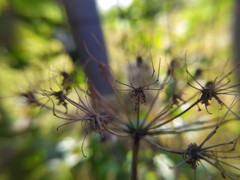 Peucedanum austriacum
