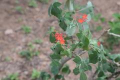 Jatropha grossidentata