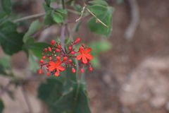 Jatropha grossidentata