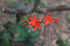 Jatropha grossidentata