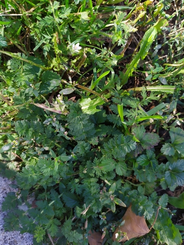 Erodium manescavi (Erodium manescavi)