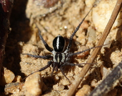 Ammoxenus