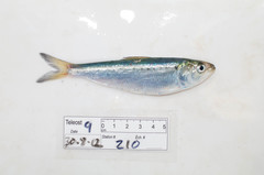 Alosa sapidissima