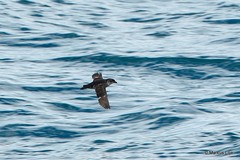 Pelecanoides georgicus