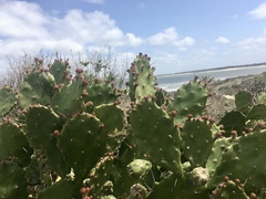Opuntia megapotamica